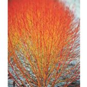 Cornus sanguinea 'Winter Flame' - 1 x 9cm potted plant