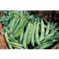 pea (pea 'Hurst Greenshaft')