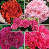 Giant Geranium Collection - 15 jumbo plugs - 3 of each variety