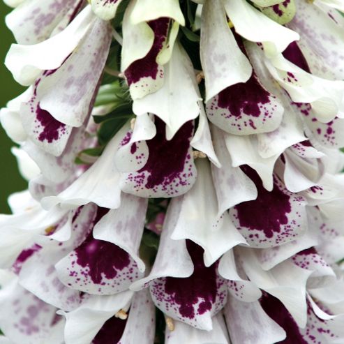 Image of Foxglove 'pam's Split' - 1 Packet (30 Seeds)