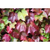 Boston Ivy (Parthenocissus tricuspidata 'Veitchii')