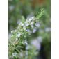 rosemary promotion - 6 pack (Rosmarinus officinalis)