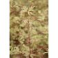 Japanese maple (Acer palmatum 'Butterfly')