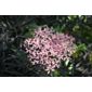 elder (Sambucus nigra f. porphyrophylla 'Eva' (PBR))