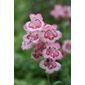 beard tongue (Penstemon 'Hidcote Pink')