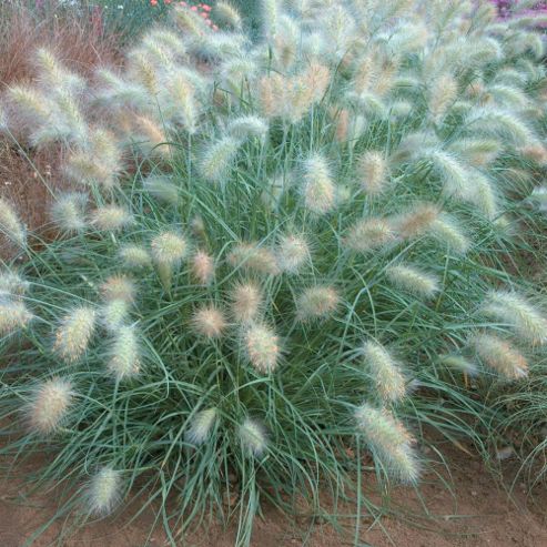 Image of Pennisetum Villosum 'cream Falls' - 1 Packet (30 Seeds)