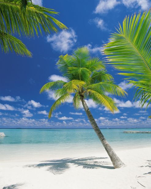 Image of Komar Ari Atoll Wall Mural - 254 X 184 Cm