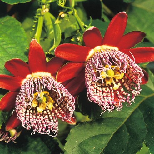 Image of Passiflora Alata - 1 Packet (6 Seeds)