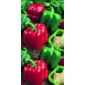 sweet pepper (pepper 'Bell Boy')