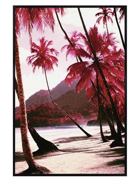 Image of Gloss Black Framed Red Palm Trees Poster