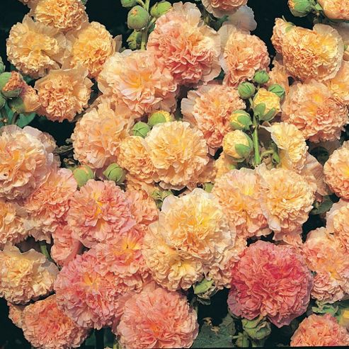 Image of Hollyhock 'peaches 'n' Dreams'&reg; - 1 Packet (35 Seeds)