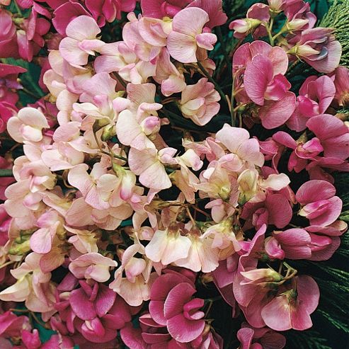 Image of Lathyrus Latifolius (mixed) - 1 Packet (20 Seeds)