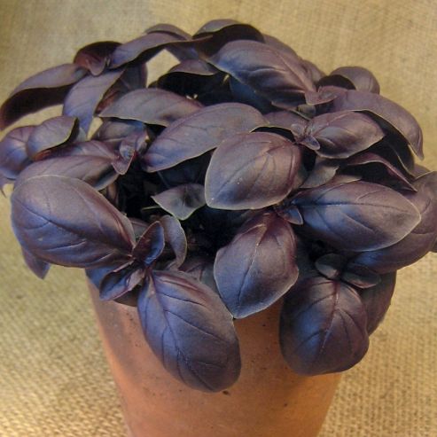 Image of Basil 'crimson King' - 1 Packet (150 Seeds)