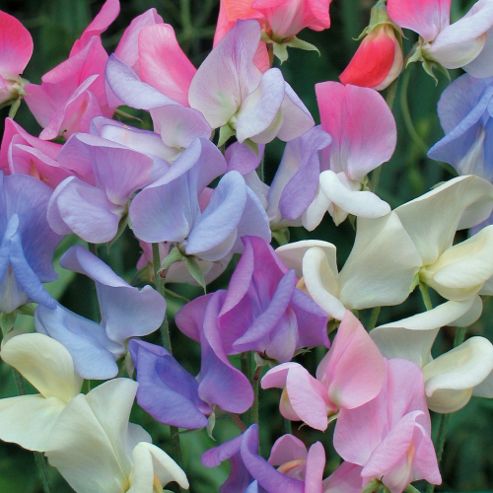 Image of Sweet Pea 'elegant Ladies' - 1 Packet (25 Seeds)