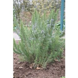 rosemary (Rosmarinus officinalis 'Miss Jessopp's Upright')