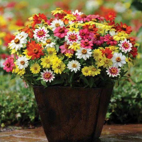 Image of Zinnia Marylandica 'zahara Mixed' - 1 Packet (15 Seeds)