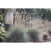 blue fescue (Festuca glauca 'Elijah Blue')
