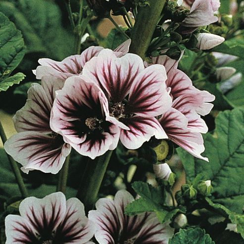 Image of Malva Sylvestris 'zebrina' - 1 Packet (50 Seeds)