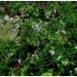 coriander (coriander 'Leafy Leisure')