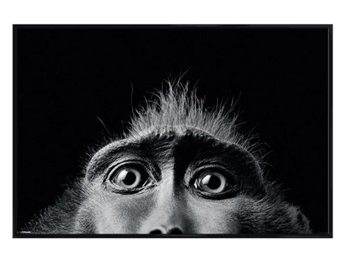 Image of Tim Flach Gloss Black Framed Monkey Eyes Poster