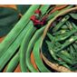 runner bean (runner bean 'Scarlet Emperor')