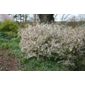 Fuji cherry (Prunus incisa 'Kojo-no-mai')