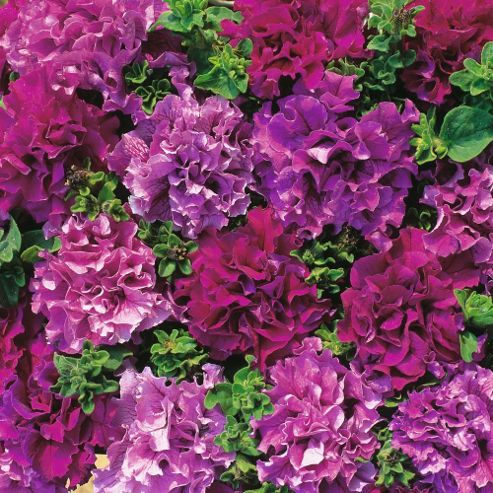 Image of Petunia Grandiflora 'double Cascade Burgundy Plum Vein' F1 Hybrid - 1 Packet (25 Seeds)