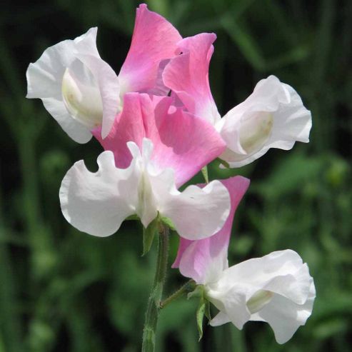 Image of Sweet Pea 'promise' - 1 Packet (25 Seeds)
