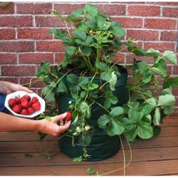 Greena Strawberry Planter
