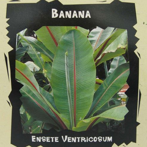 Image of Banana - Exotic Seed Collection - 1 Packet (5 Seeds)
