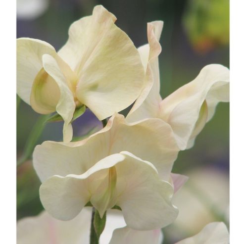 Image of Sweet Pea 'juliet' - 1 Packet (25 Seeds)