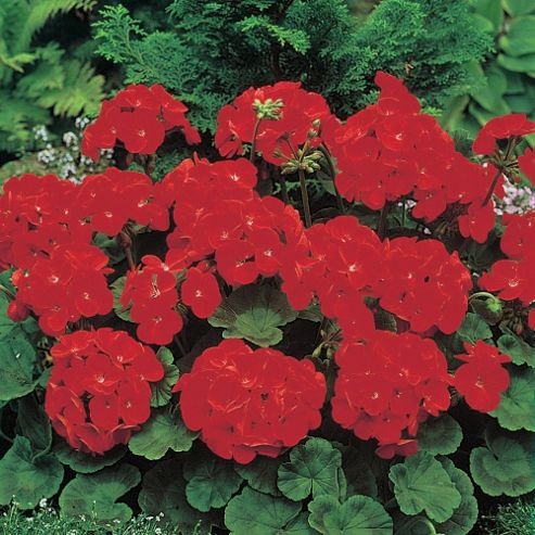 Image of Geranium 'moulin Rouge' F1 Hybrid - 1 Packet (6 Seeds)