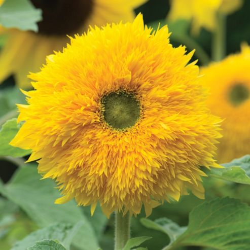 Image of Sunflower 'sunshot Golds Mixed' F1 Hybrid - 1 Packet (10 Seeds)