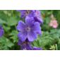 cranesbill (Geranium × magnificum 'Rosemoor')