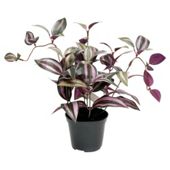 30CM TRADESCANTIA POTTED PLANT - PURPLE