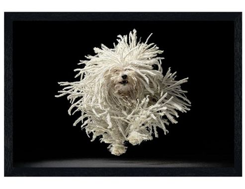 Image of Tim Flach Black Wooden Framed Flying Mop Poster
