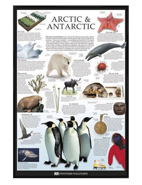 Image of Dorling Kindersley Gloss Black Framed The Arctic & Antartic Poster
