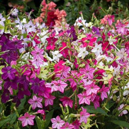 Image of Nicotiana X Sanderae 'eau De Cologne Mixed' F1 Hybrid - 1 Packet (40 Seeds)