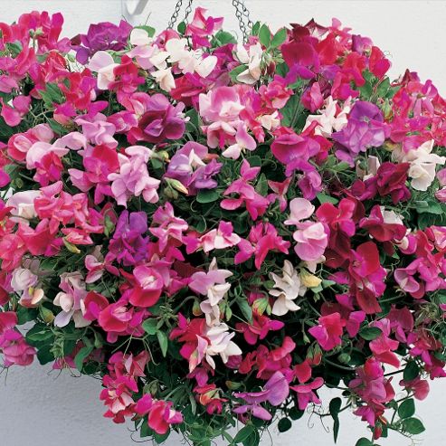 Image of Sweet Pea 'sugar N Spice'&trade; - 1 Packet (25 Seeds)