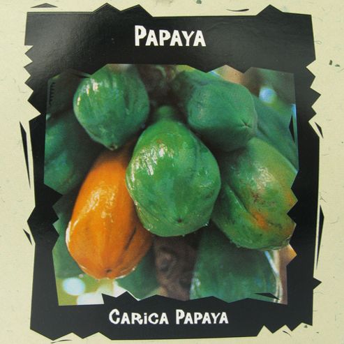 Image of Papaya - Exotic Seed Collection - 1 Packet (25 Seeds)