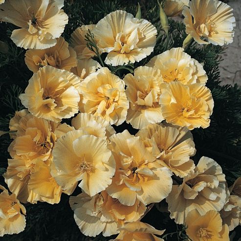 Image of Californian Poppy 'buttermilk' - 1 Packet (100 Seeds)