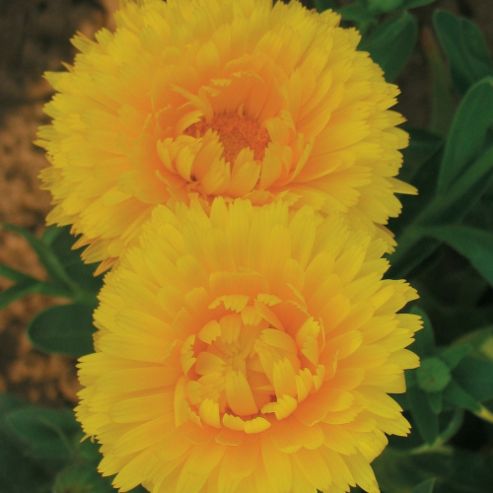Image of Californian Poppy 'champagne And Roses' - 1 Packet (200 Seeds)