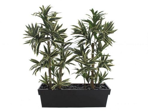 Image of Artificial 2ft Variegated Green And White Mini Dracaena Plant Display In A Basalt Black 60cm Trough Planter