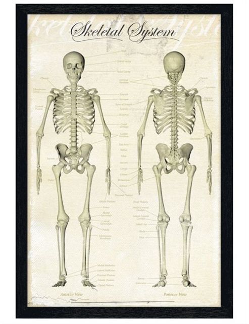 Image of Black Wooden Framed The Skeletal System Poster