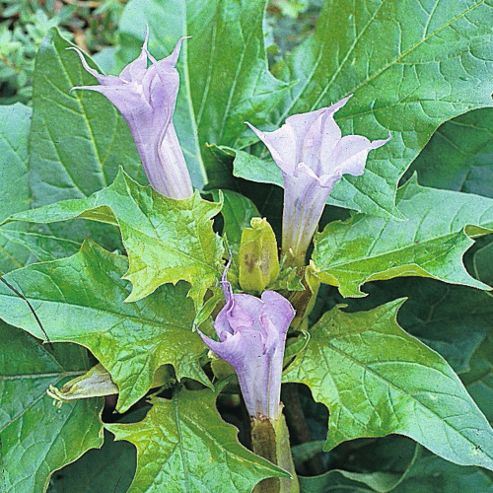 Image of Datura Metel 'la Fleur Lilac' - 1 Packet (10 Seeds)