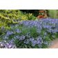 African lily (Agapanthus 'Castle of Mey')