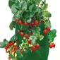 Strawberry Patio Planter - 2 planters