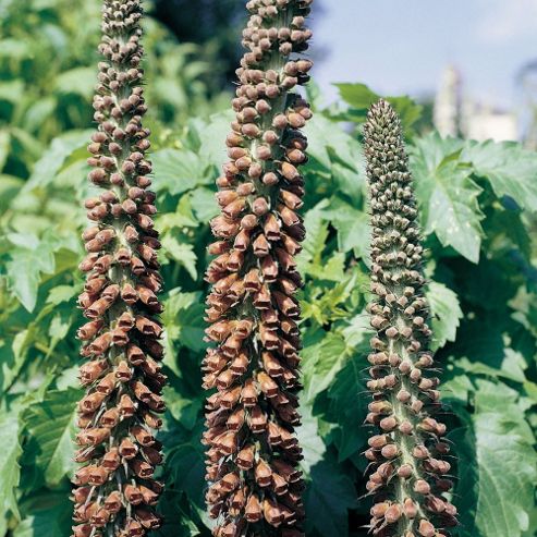 Image of Foxglove 'milk Chocolate' - 1 Packet (100 Seeds)