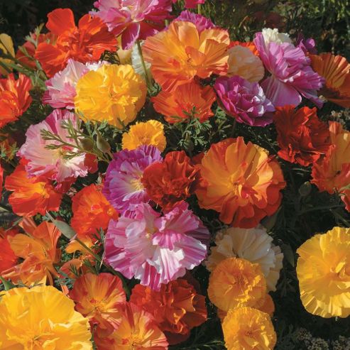 Image of Californian Poppy 'jelly Beans' - 1 Packet (125 Seeds)