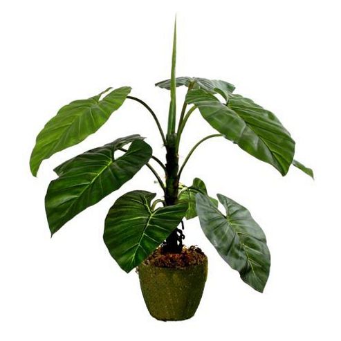Image of Closer To Nature Artificial 2ft 6&quot; Taro Plant